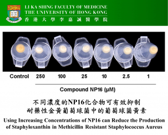 Using increasing concentrations of NP16 can reduce the production of staphyloxanthin in methicillin resistant Staphylococcus aureus.